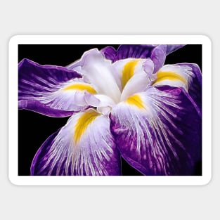 Iris Sticker